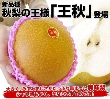 日本鳥取縣｜巨無霸王秋梨｜夢幻水梨 (原裝箱-小資獨享組)